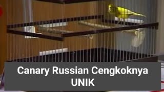 Kenari Rusia Kontes Cengko Nada Unik dan Merdu #shorts #kenari #canary #finch #russia