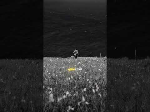 رشو العتم يرويني الشامي Shami فانز الشامي حمادات الشامي Trend