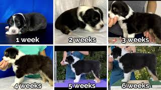 Apollo||Puppy birth to 8 weeks by Raising Up Aussies 1,212 views 3 years ago 4 minutes, 58 seconds