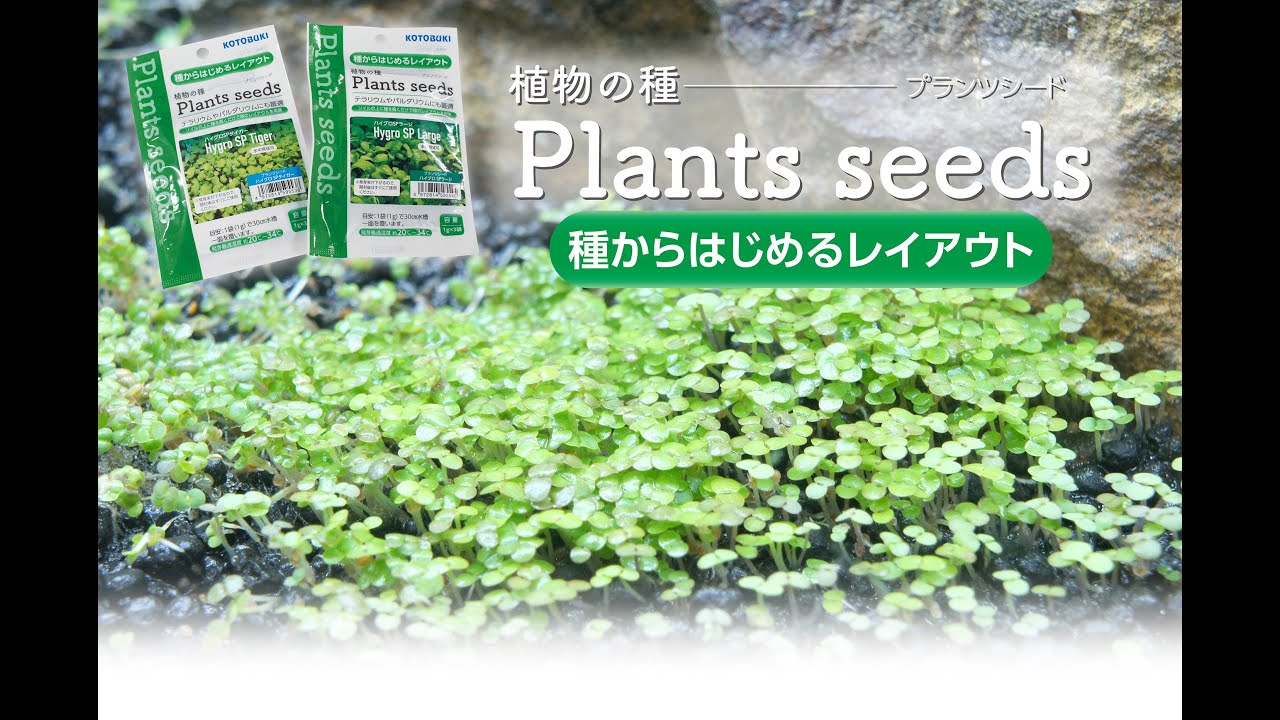 植物の種 プランツシードのセット方法と成長過程 Youtube