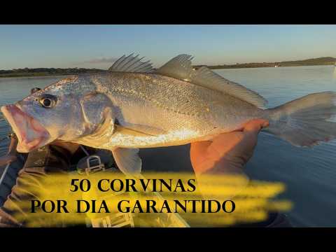 LEARN TO FISH FOR CROAKER WITH A JIG - THE BEST WAY TO FISH FOR CROAKER