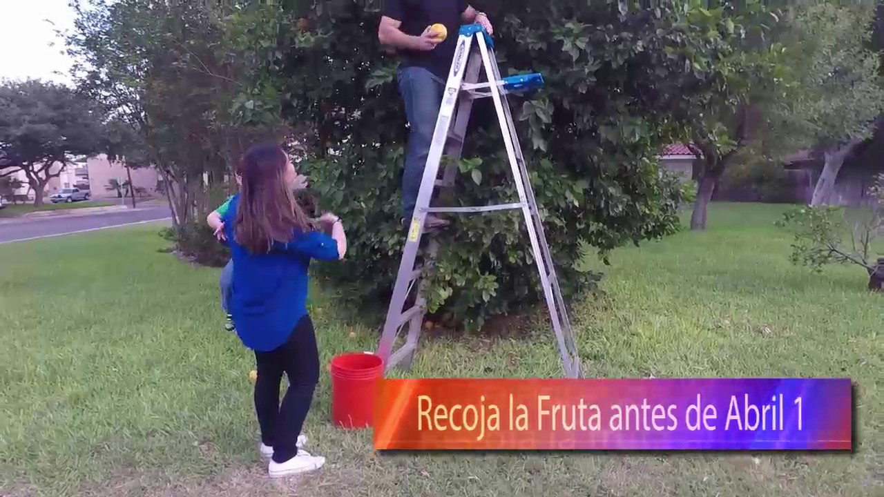 Mexican fruit fly management (Spanish version) YouTube