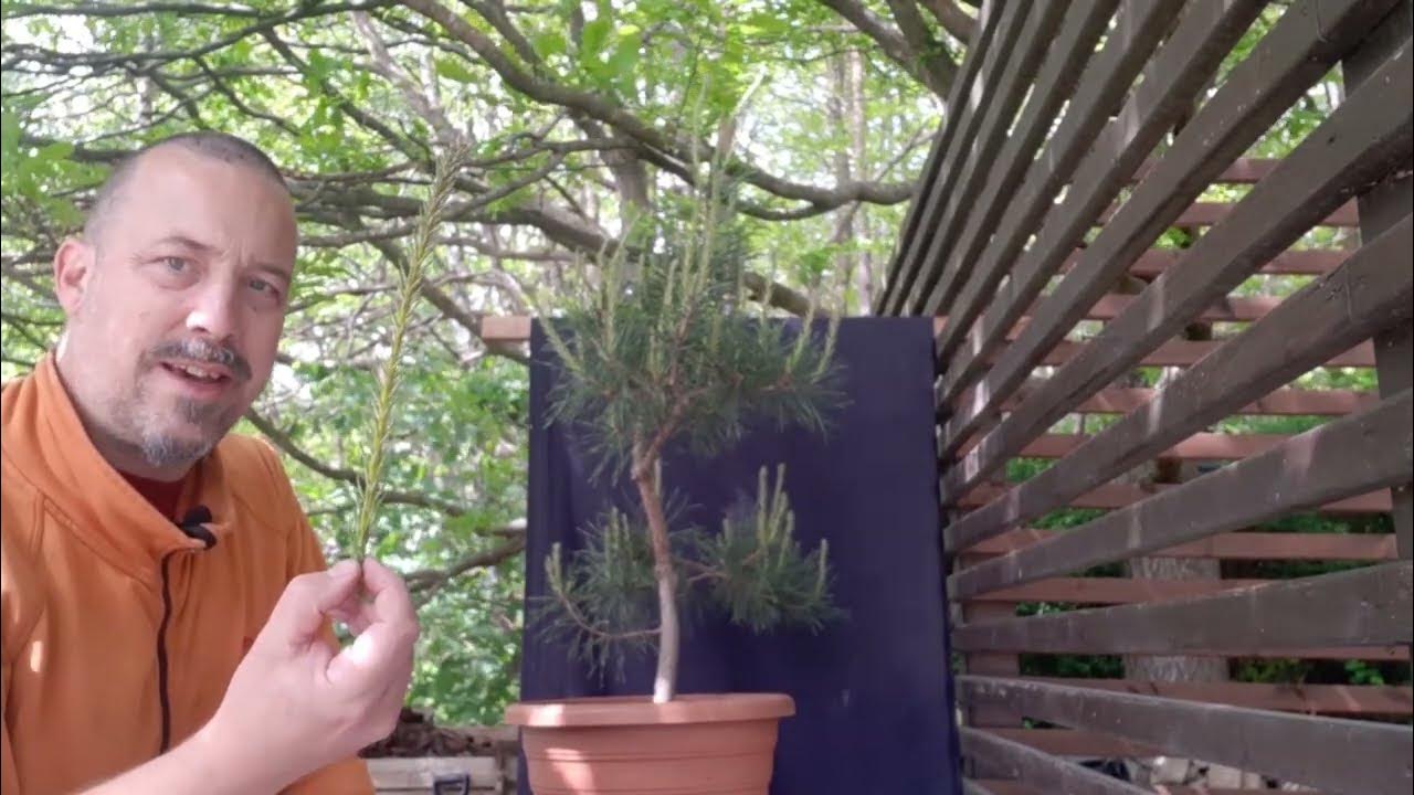 Candle pruning scots pine prebonsai YouTube