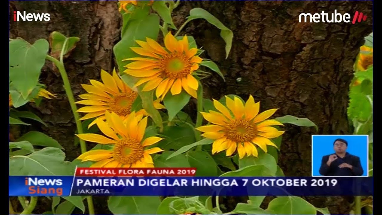 Mengasyikkan Yuk Kunjungi Festival Flora Fauna 2019 Di Lapangan Banteng Inews Siang 0909