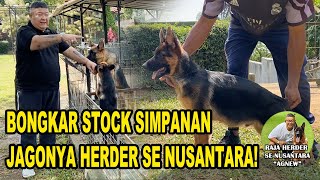 BONGKAR SIMPANAN STOCK RAJA HERDER SENUSANTARA!