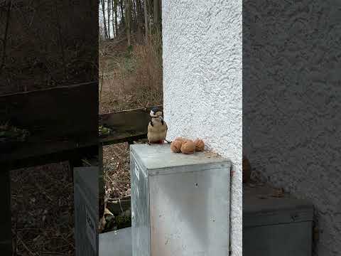Das Leben im Wald ist toll 🪵🐾🤎🐿️ #wildlife #wildanimals #eichhörnchen #pfälzerwald