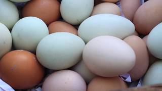 Why Are The Eggs Different Colors?