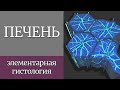 Печень | Элементарная гистология