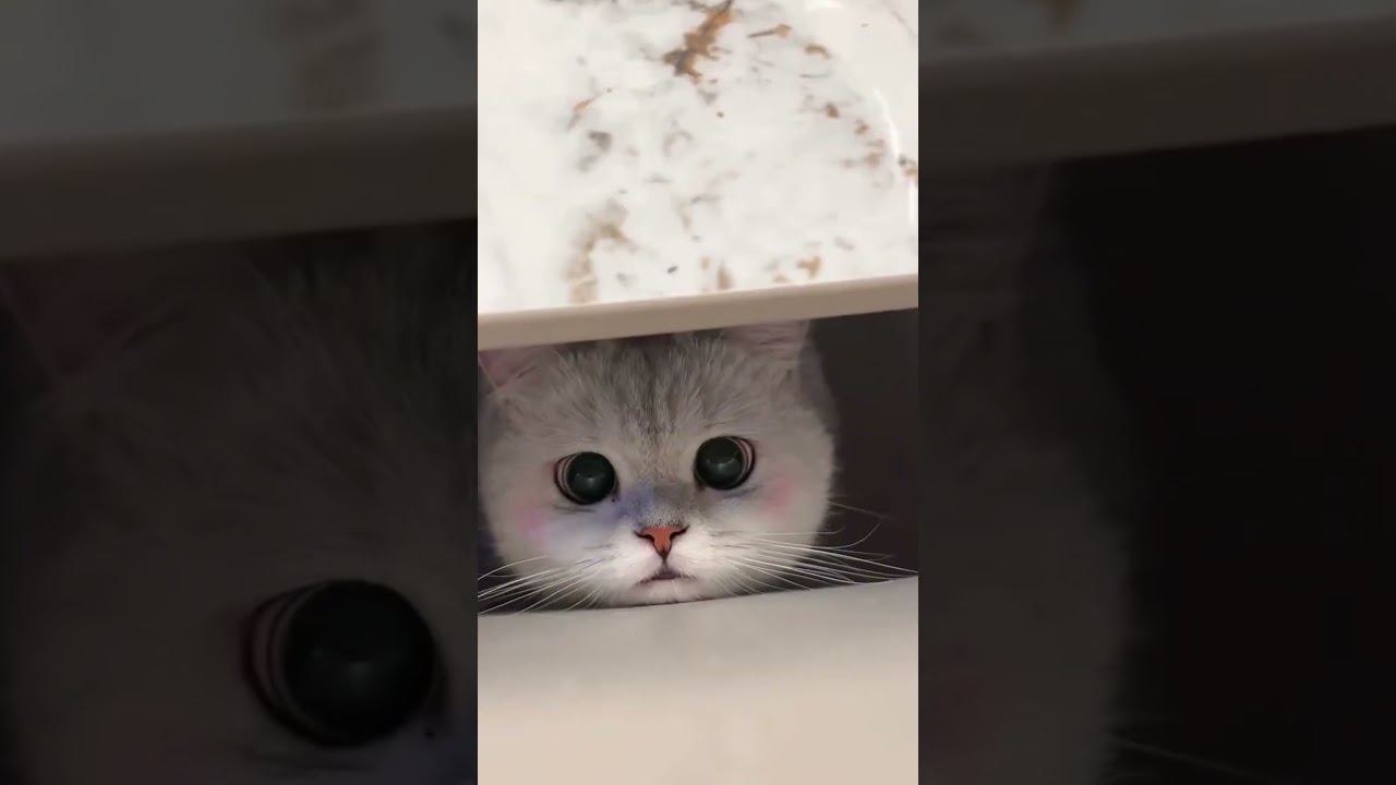cute cat animals moment 😍#animals #shorts #viral #cute