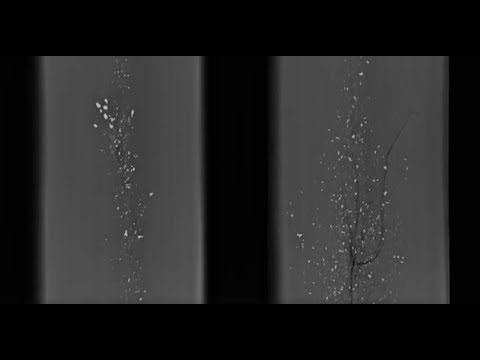 Sporting Lead-Free X Ray Lead vs. Non-lead