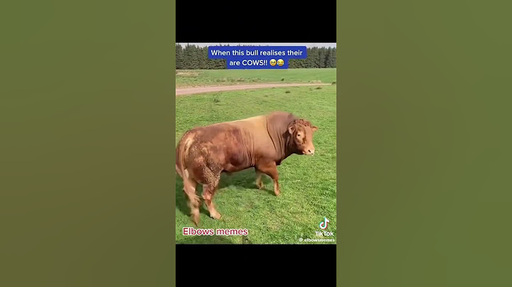 Ketika banteng ini menyadari ada SAPI!! 😂😂 “dia sudah siap”