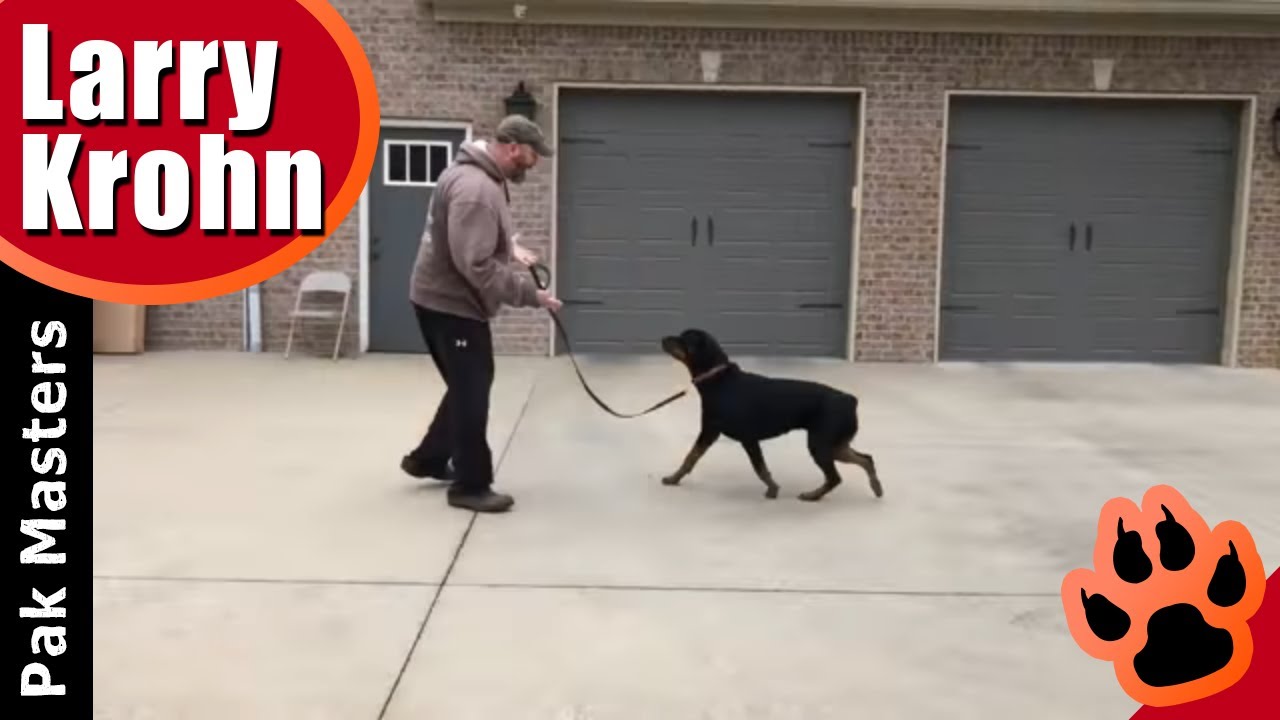 Scared Rottweiler Rottweiler training / how to eliminate fear and anxiety - YouTube