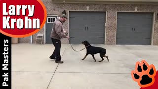 Rottweiler training / how to eliminate fear and anxiety