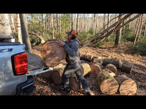 Roadside logging Red Oak with the STIHL MS 500I