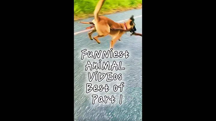 Video 6266241: hilarious pet, pets laugh animals, funniest animal pets, petted enjoying, cat