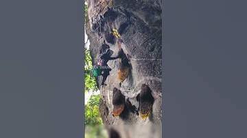 Thu hoạch mật ong trên vách núi #shorts