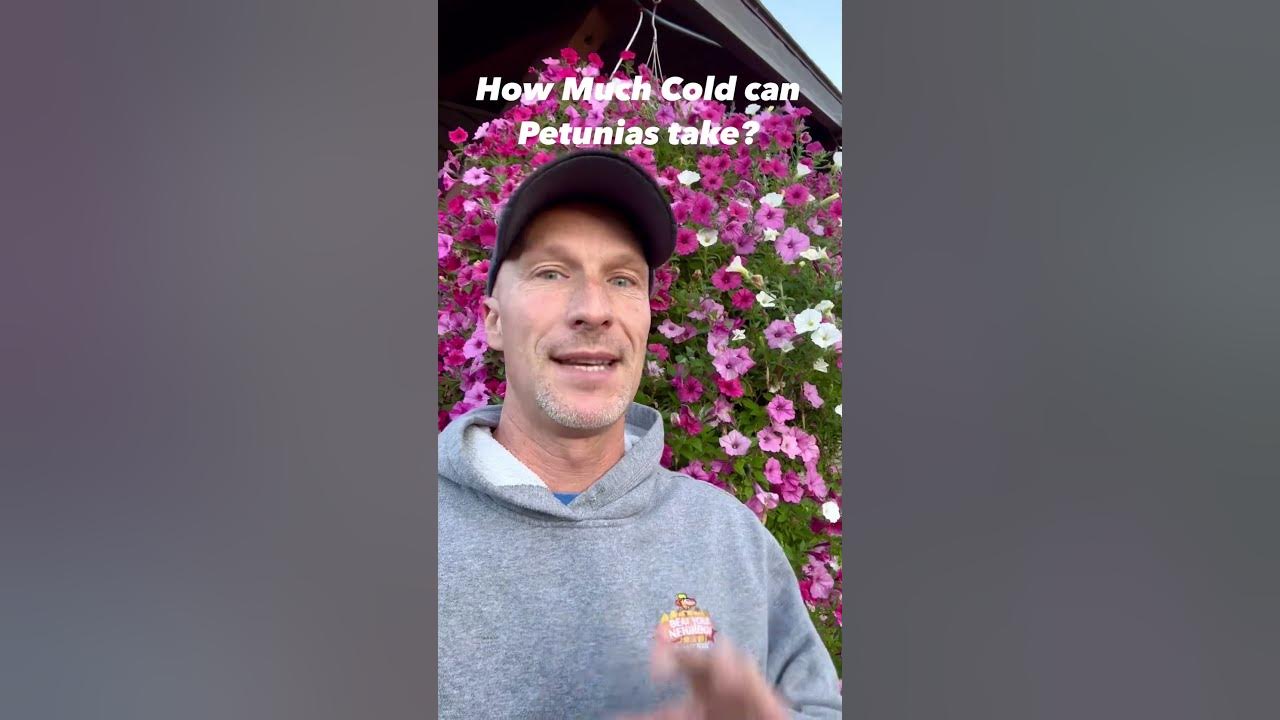 Can Petunias Handle the Cold Weather? How Much Cold Can Petunias Take