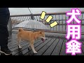 柴犬小春　噂の？犬用傘をさしてみた　Dopet ペット用傘