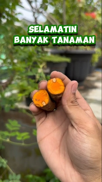 Don't Throw It Away‼️ How to Make Natural Pesticides from Turmeric