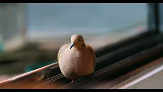 mourning dove short