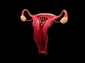 Menstrual Cycle Animation Video Periods For Girls