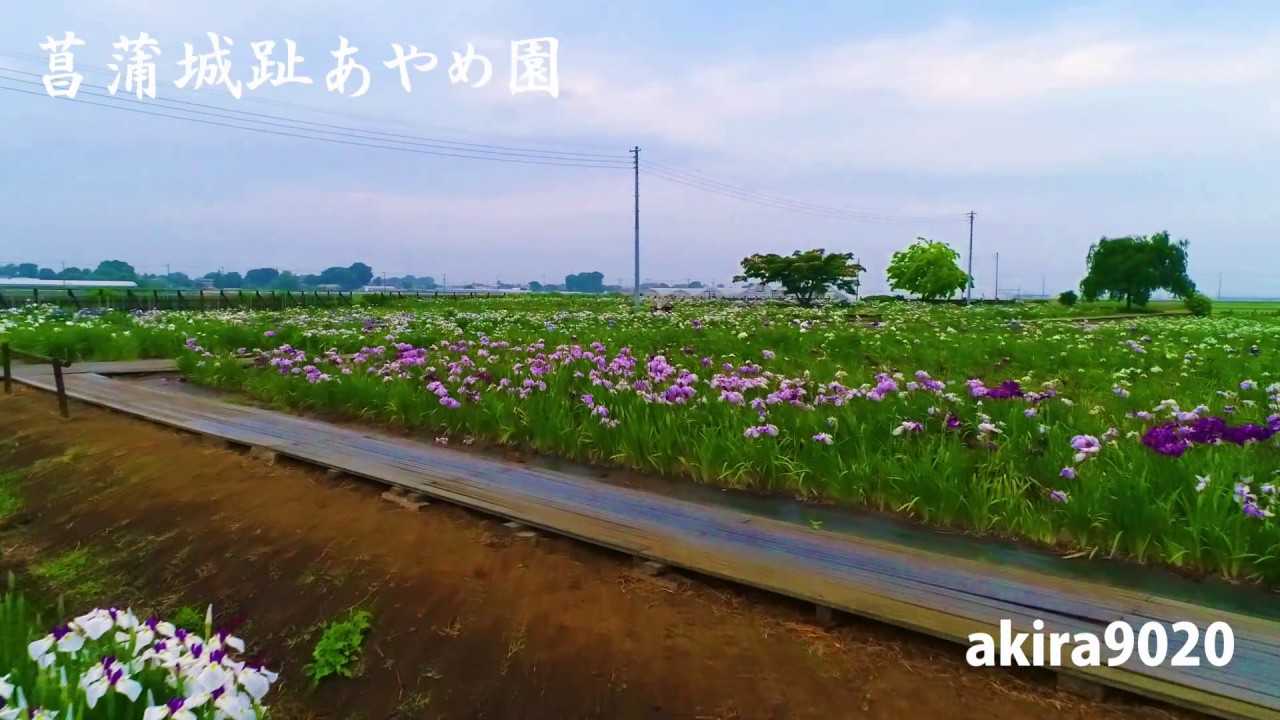 菖蒲城趾あやめ園 17 06 14 Youtube 菖蒲城趾あやめ園 17 06 14 Youtube