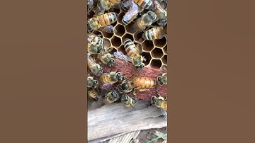 Queen Bee Finding Cells to Lay Eggs  #bee #honeybeesting #beekeeping #beefeater #beekeeper #employee