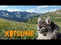 Siberian cat climbs mountain at Loveland Pass の動画、YouTube動画。