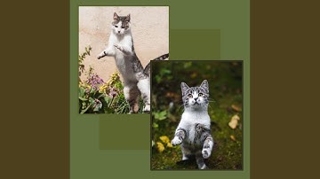 Pulsating Backdrops for Quiet Kittens