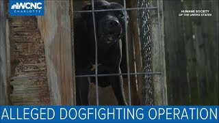 14 dogs rescued from alleged dogfighting ring