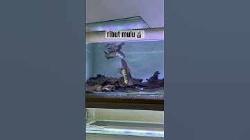 Thumbnail of auranti pair ribut mulu😱❌ #channa #auranti  #beranda #channaauranti #ikan #ikanhias #shortvideo