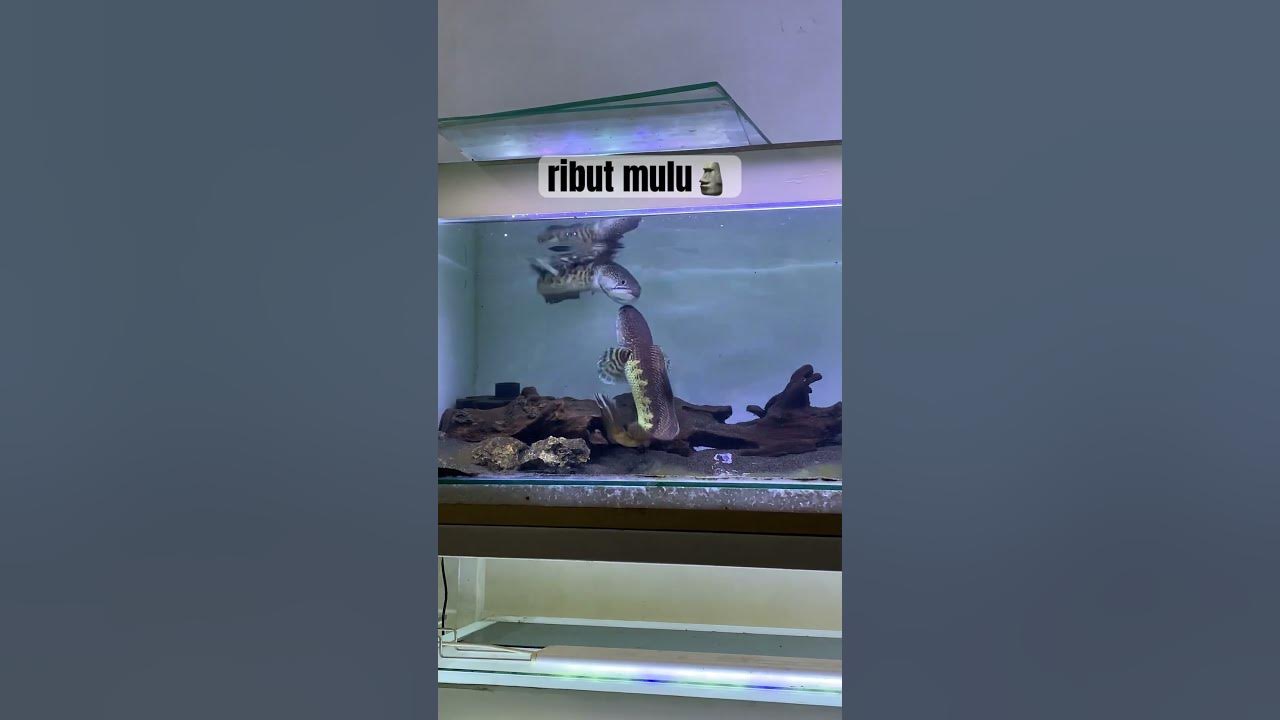 auranti pair ribut mulu😱❌ #channa #auranti  #beranda #channaauranti #ikan #ikanhias #shortvideo