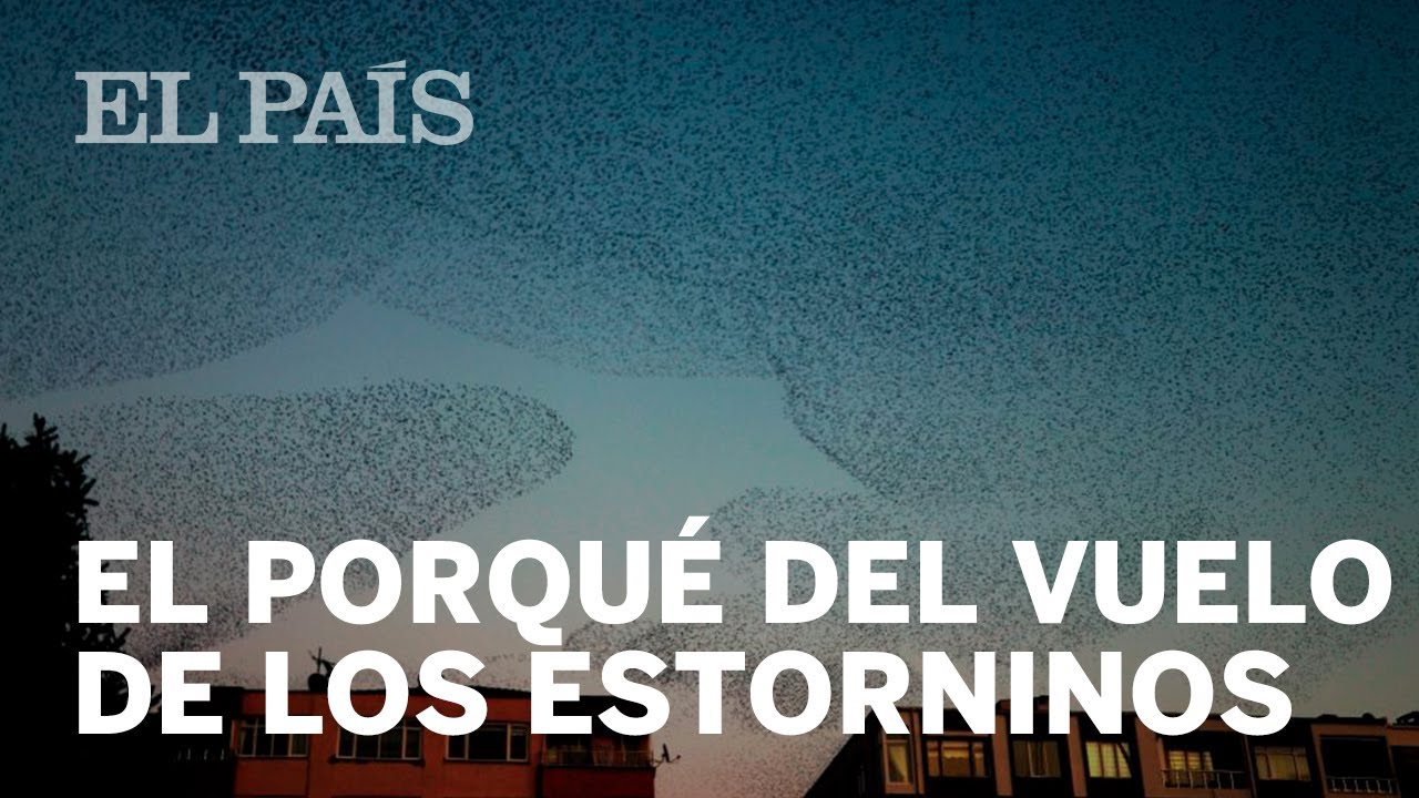 Bandadas de ESTORNINOS: así se explica uno de los más bellos espectáculos de la naturaleza