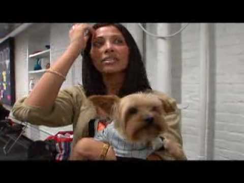 Dogs 101  Yorkshire Terrier