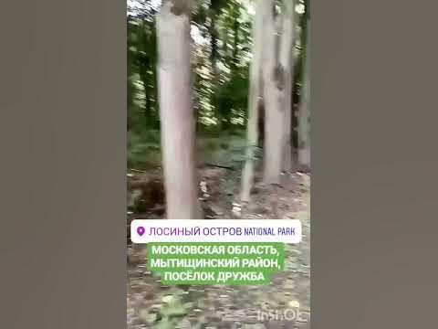 Лосиный остров, Подмосковье/Elk Island, Moscow region 15.07.2019 #лес # ...