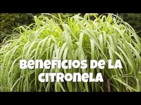 Vídeo: Beneficis De La Citronella I Com Utilitzar-los