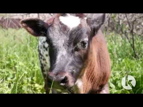 პირველი ბელგიური ლურჯის მეხორცული ძროხა საქართველოში