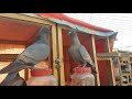 Karachi jauhar pigeons club pakistan