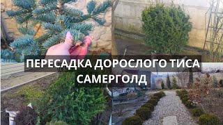 Пересаджуємо дорослий ТИС САМЕРГОЛД. Троянди, що залишилися в саду і троянди у контейнерах.