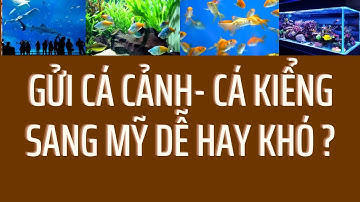 Gửi cá cảnh hay cá kiểng đi Mỹ dễ hay khó ?