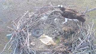 MNSA Osprey-Cam: 5/13/2024 3rd chick