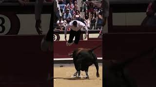 SALTO MORTAL A UN TORO EN LAS VENTAS  #recortes #torosbravos #españa #tricks