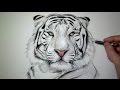 Comment dessiner un tigre [Tutoriel]