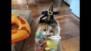 Expressive Cat Eyes And Cheeky Behavior As Mango Kitty Practises For Halloween 2020