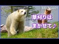 草刈りを始めるリラ　想像以上に刈れる熊手の威力　Polar Bear Bear cuts grass with hands