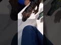 Dino unboxing VID 20250909 193241