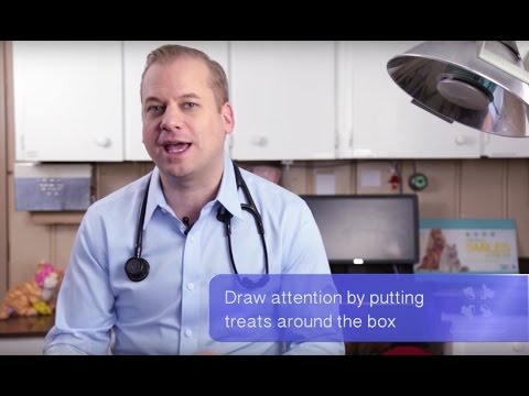 vet-tutorial-|-how-to-stop-cats-from-urinating-outside-the-litter-box