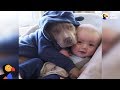 Sweetest Pit Bull Snuggles His Baby Brother | The Dodo