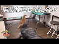 子犬の柴犬2回目の来店!他店でシャンプーした際は暴れて2人がかりだったこあみちゃん!