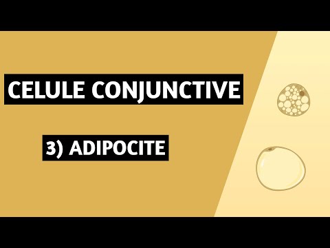 Video: Adipocitele au un nucleu?